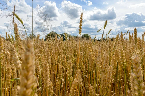 Paisagem de Verão com Campo de Trigo e Nuvens — Fotografia de Stock