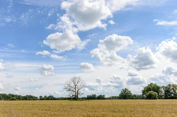 Paisagem de Verão com Campo de Trigo e Nuvens — Fotografia de Stock