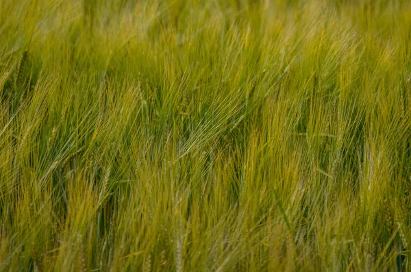 Paisaje de verano con campo de trigo y nubes — Foto de Stock