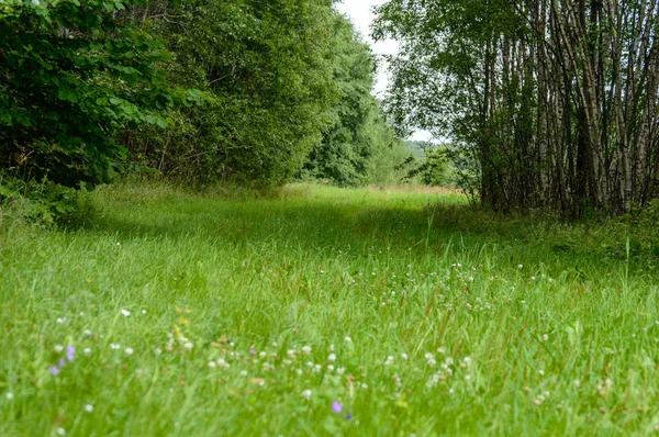 Letni krajobraz z polem pszenicy i chmurami — Zdjęcie stockowe