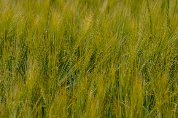 Paisaje de verano con campo de trigo y nubes —  Fotos de Stock