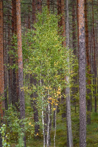 Ясное утро в лесу. ель и сосновый лес с травой — стоковое фото