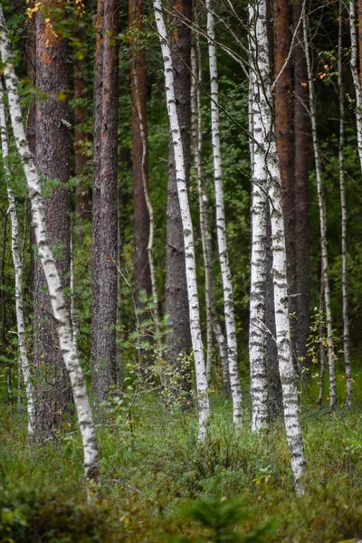 huş ağacı gövde doku