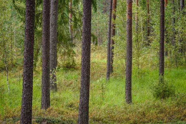 Matin clair dans les bois. forêt d'épinettes et de pins avec tru — Photo