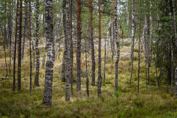 sabah ormanda temizleyin. Ladin ve çam ağacı orman tru ile