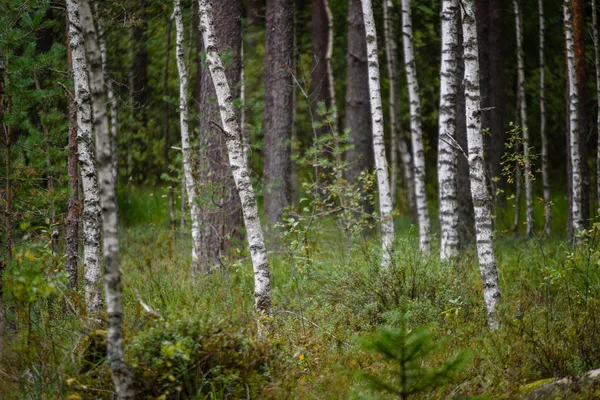 huş ağacı gövde doku
