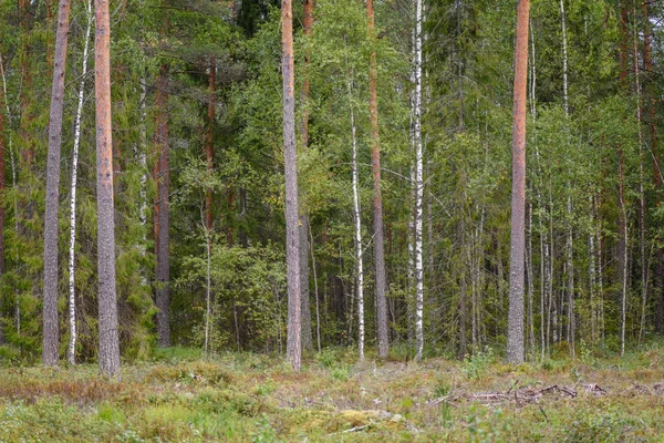 Ясное утро в лесу. ель и сосновый лес с травой — стоковое фото