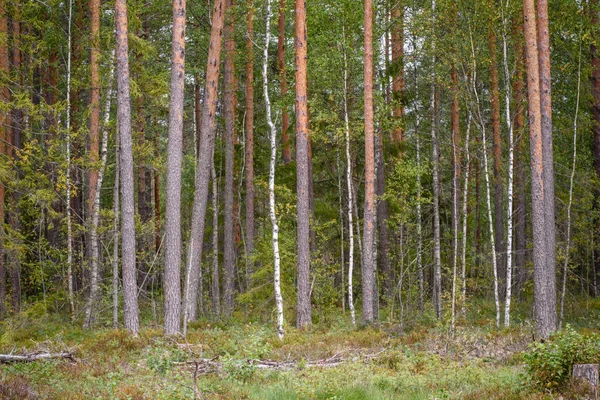 Manhã limpa na floresta. abeto e pinhal floresta com tru — Fotografia de Stock