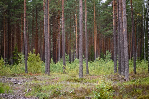 Mañana despejada en el bosque. abeto y bosque de pinos con tru —  Fotos de Stock