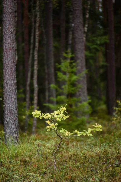 Avmarkera morgon i skogen. Gran och tall träd skogen med tru — Stockfoto