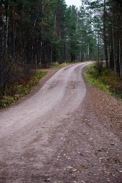 sonbaharda kırsalında boş orman yolu. çakıl yüzeyi