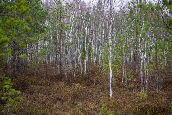 Birch tree trunk textuur — Stockfoto