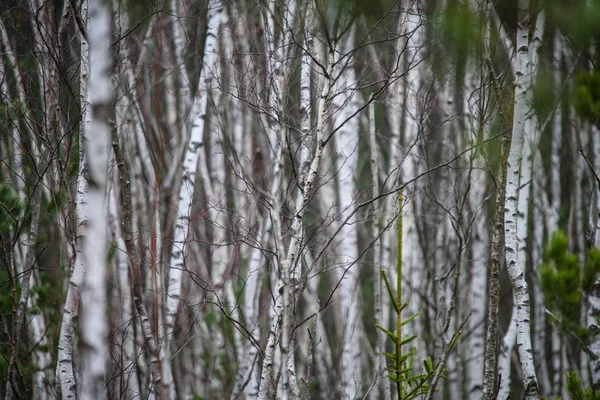 Brzoza Drzewo tułowia tekstury — Zdjęcie stockowe