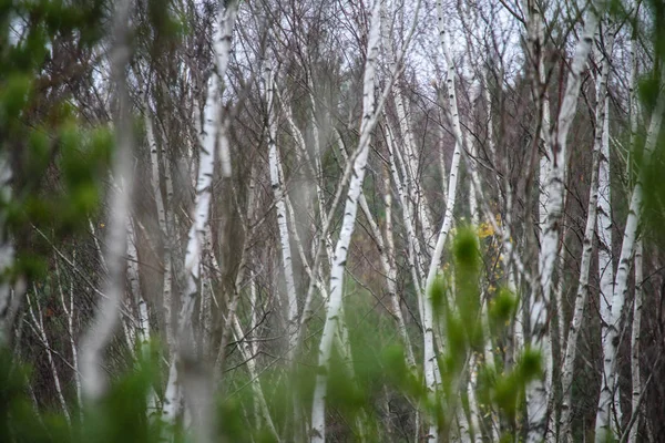 huş ağacı gövde doku