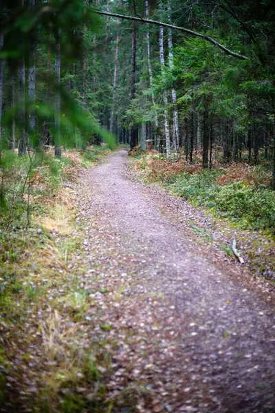 Üres erdei út ősszel a vidéken. kavicsos felület — Stock Fotó