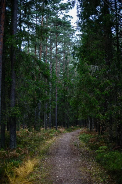 Route forestière vide à la campagne en automne. surface de gravier — Photo