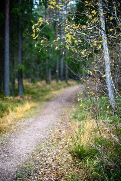sonbaharda kırsalında boş orman yolu. çakıl yüzeyi