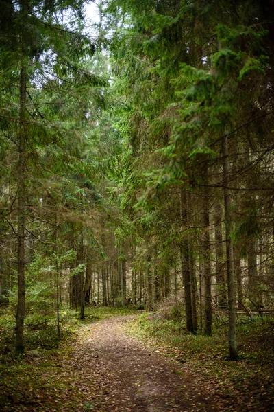 sonbaharda kırsalında boş orman yolu. çakıl yüzeyi
