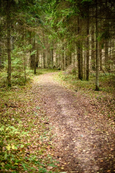 Prázdné lesní cesta v krajině na podzim. šotolinovém povrchu — Stock fotografie