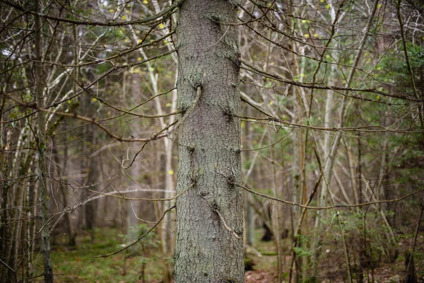 Tiszta reggel az erdőben. Luc- és erdei fenyő fa erdő tru — Stock Fotó