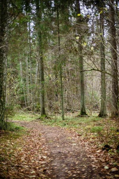Lege bos weg op het platteland in de herfst. grind oppervlak — Stockfoto