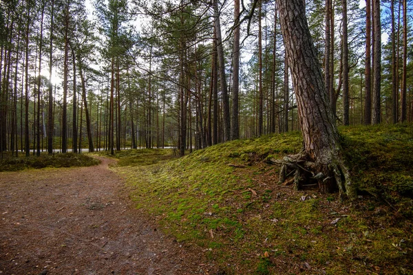 Camino forestal vacío en el campo en otoño. superficie de grava —  Fotos de Stock