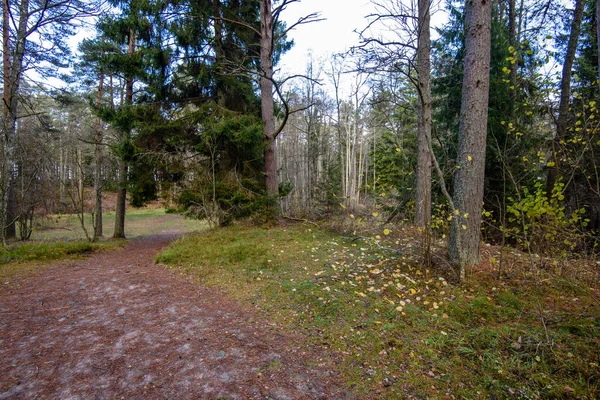 empty forest road in the countryside in autumn. gravel surface