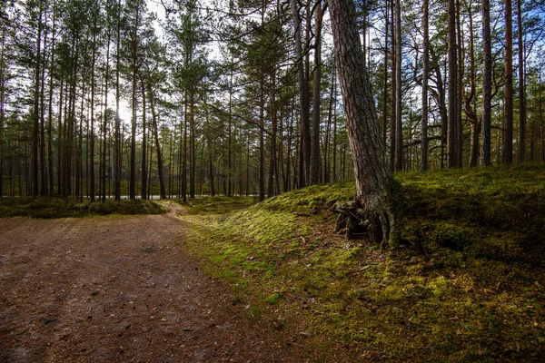 Tom skogsväg på landsbygden i höst. grus yta — Stockfoto