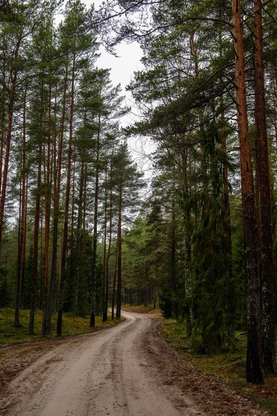 Jalan hutan kosong di pedesaan di musim gugur. permukaan kerikil — Stok Foto