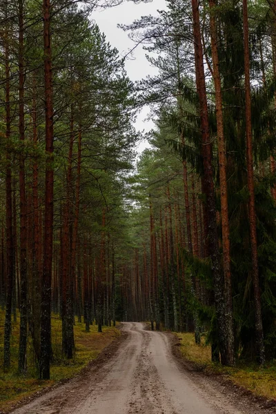 sonbaharda kırsalında boş orman yolu. çakıl yüzeyi