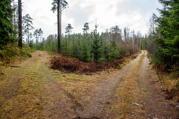 Порожня лісова дорога в сільській місцевості восени. гравійна поверхня — стокове фото