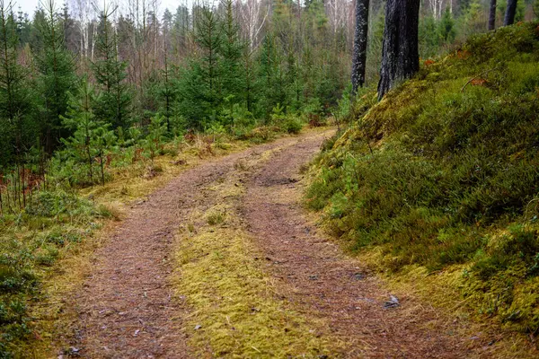 Route forestière vide à la campagne en automne. surface de gravier — Photo