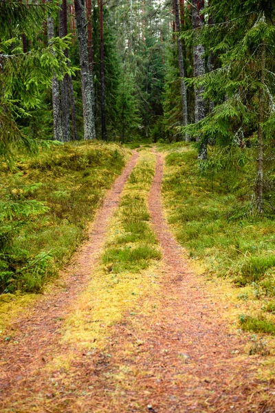 Route forestière vide à la campagne en automne. surface de gravier — Photo