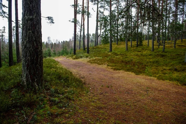sonbaharda kırsalında boş orman yolu. çakıl yüzeyi