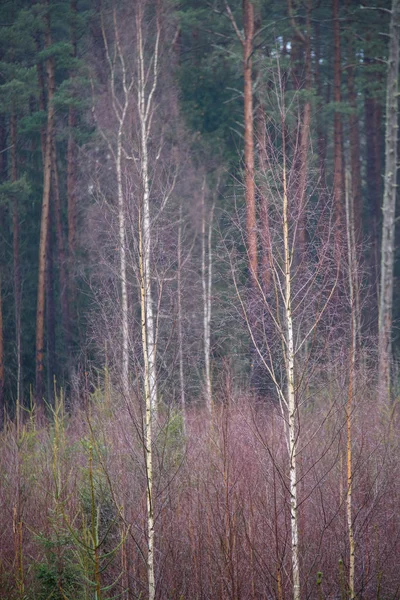 Struttura del tronco di betulla — Foto Stock