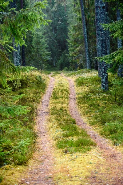 Camino forestal vacío en el campo en otoño. superficie de grava — Foto de Stock
