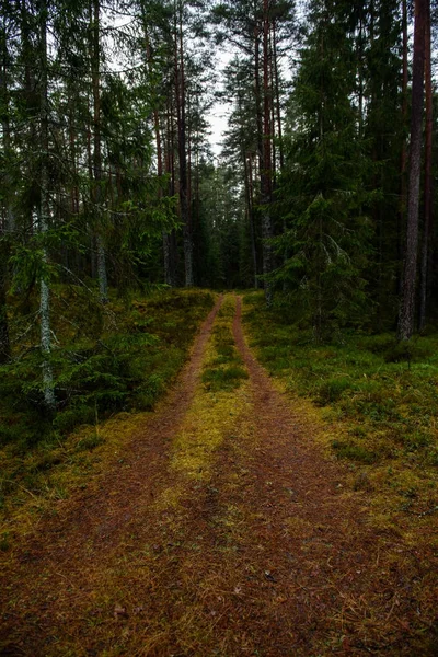 Camino forestal vacío en el campo en otoño. superficie de grava —  Fotos de Stock