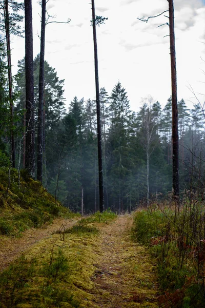 Prázdné lesní cesta v krajině na podzim. šotolinovém povrchu — Stock fotografie
