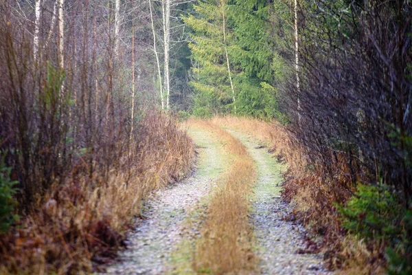 Estrada florestal vazia no campo no outono. superfície de cascalho — Fotografia de Stock