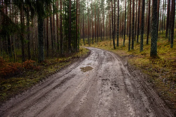 sonbaharda kırsalında boş orman yolu. çakıl yüzeyi