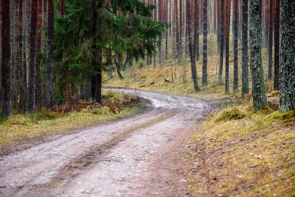 sonbaharda kırsalında boş orman yolu. çakıl yüzeyi