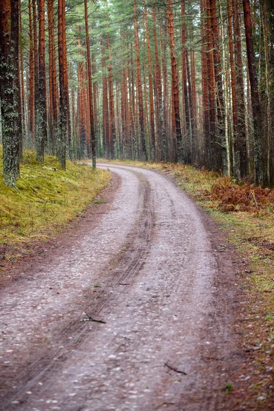 sonbaharda kırsalında boş orman yolu. çakıl yüzeyi
