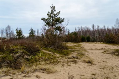 Yaz aylarında ormanda yalnız ağaç gövdeleri