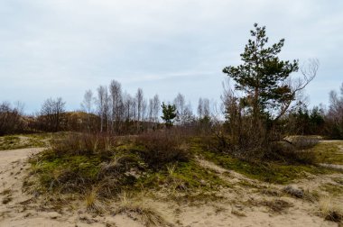 Yaz aylarında ormanda yalnız ağaç gövdeleri