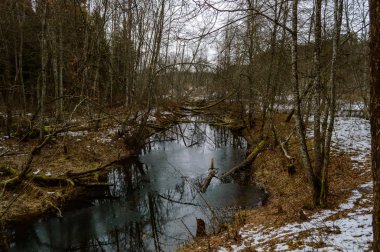 nehir deniz kenarındaki çalıların arasında