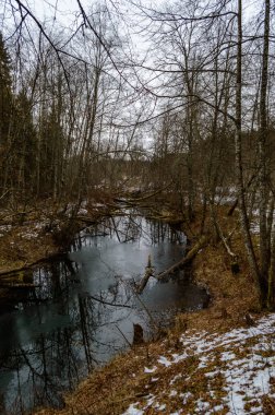 nehir deniz kenarındaki çalıların arasında