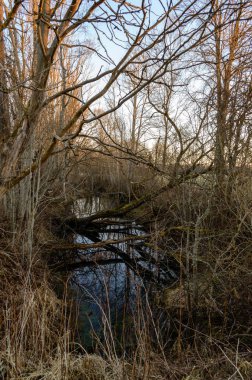 nehir deniz kenarındaki çalıların arasında
