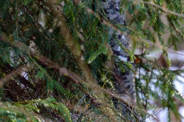 Orman ayrıntılarda Ladin ağacı