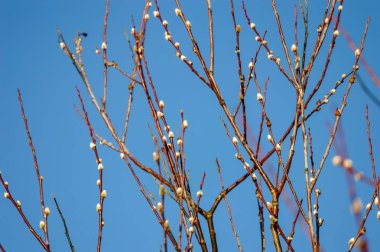 bahar ilk ağaç çiçekleri