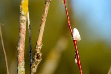 bahar ilk ağaç çiçekleri